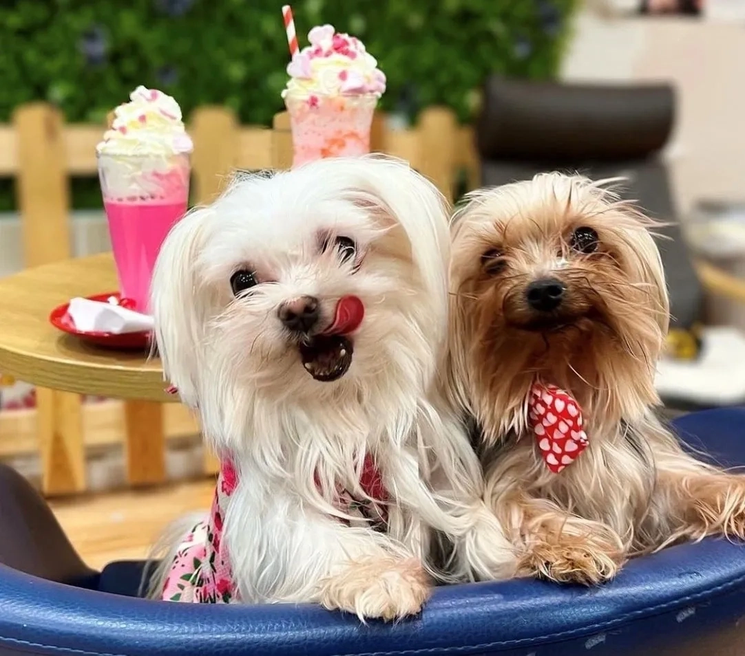 Two dogs next to each other leaning on top of a desk